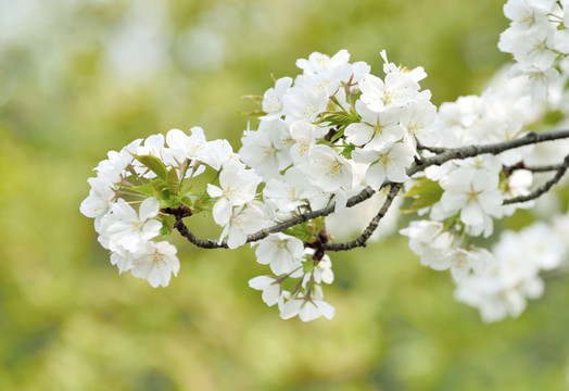 梨花树枝