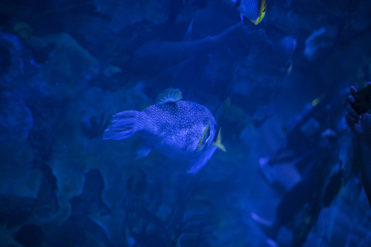 海洋王国