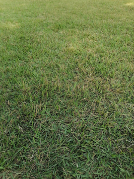 绿色草地草坪