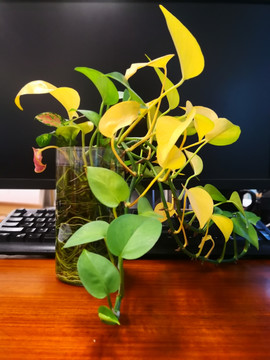 办公桌前发黄的水培绿萝植物特写
