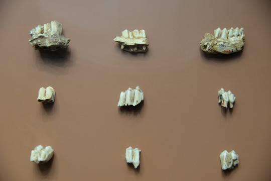 古人类及野兽牙齿模型