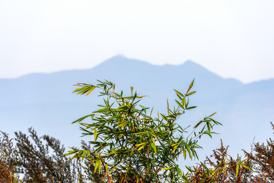 秋天野竹子