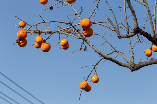 柿子树