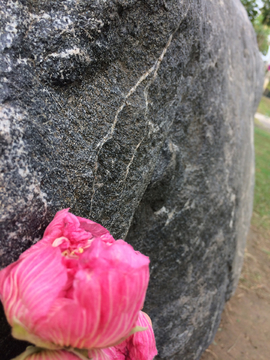 芙蓉花和石头