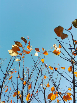秋叶蓝天