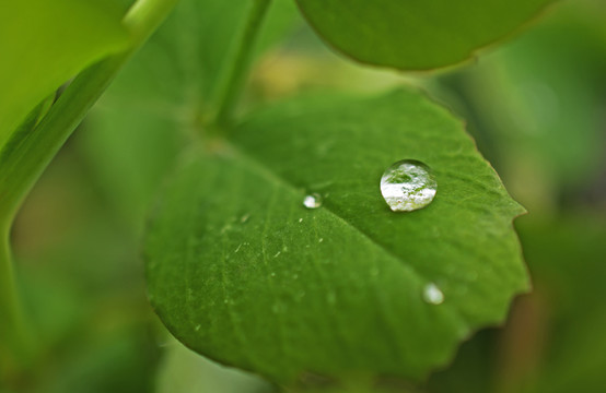 树叶上的水滴