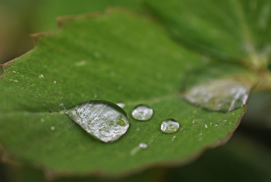 树叶上的水滴