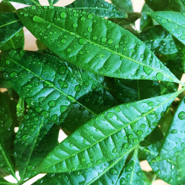 发财树水珠