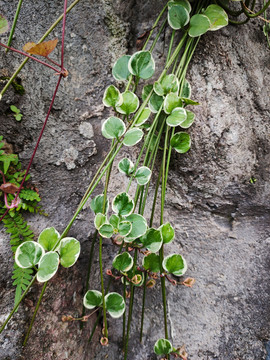 墙体绿化藤类植物