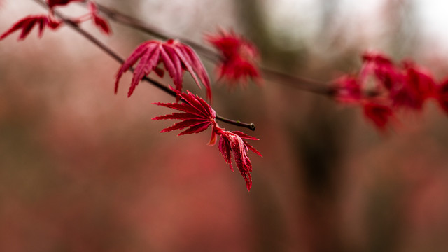 红枫