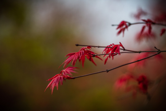 红枫