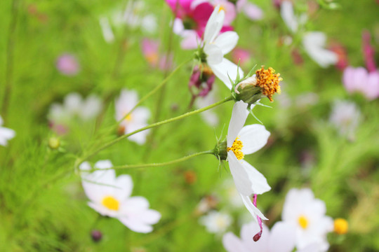 雏菊