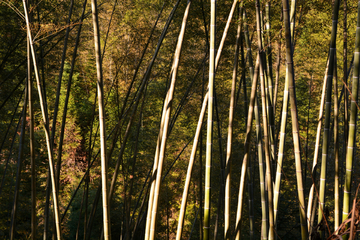 竹林风景