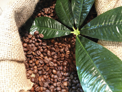 南美咖啡豆