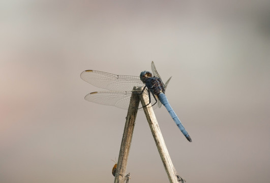 一只蓝色的蜻蜓