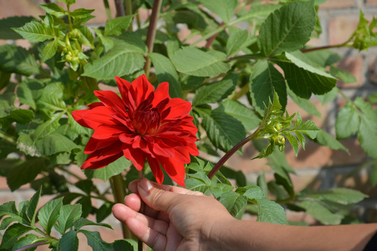 大丽花