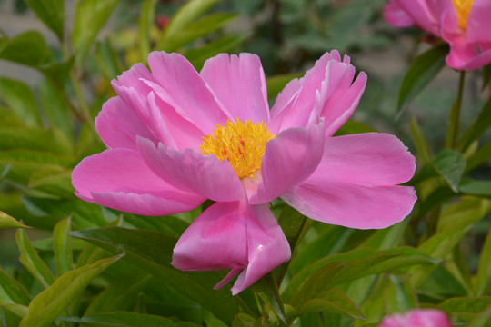 芍药花