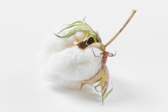 新疆棉花