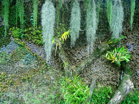 植物装饰墙