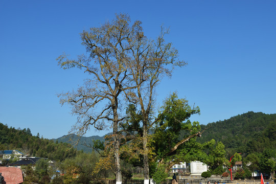 三湾村古树