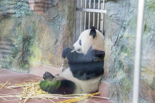 熊猫