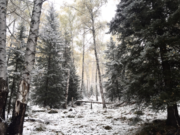 雪后的新疆喀纳斯山林景色