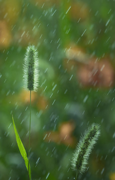 春雨