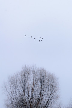 雪中飞过树梢的一群鸟