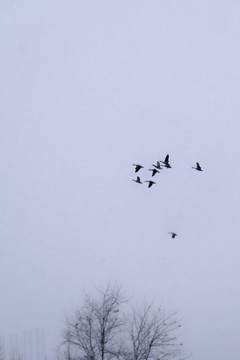 雪中飞越过树梢的一群野鸭