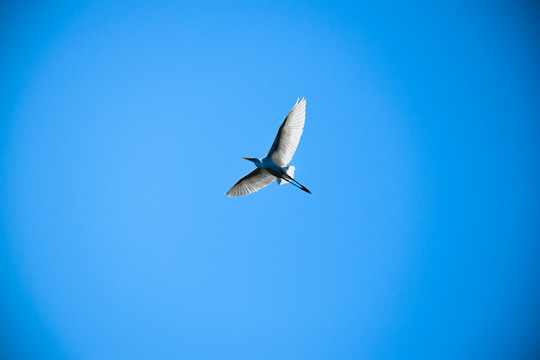 天空飞翔的白鹭