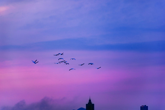 飞越城市上空的一群天鹅