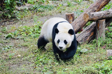北京动物园熊猫馆国宝大熊猫
