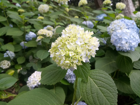 绣球花