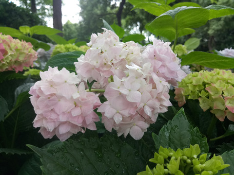 绣球花