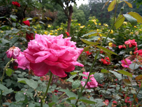 月季花