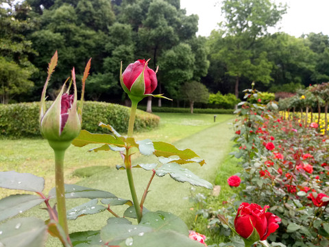 月季花