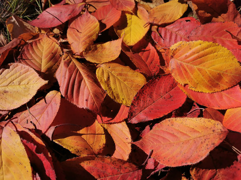 秋天红叶背景纹理贴图