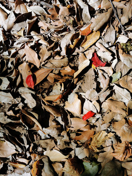 秋天红叶背景纹理贴图