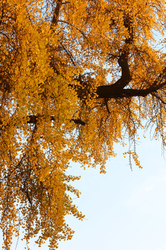 千年银杏树