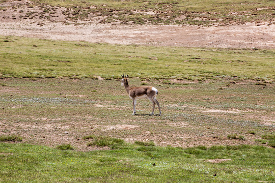 果洛玛多鄂陵湖藏羚羊