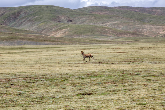 果洛玛多鄂陵湖藏野驴