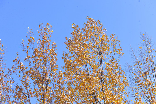 秋季杨树叶黄了