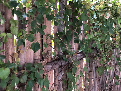 庭院中的竹栅栏