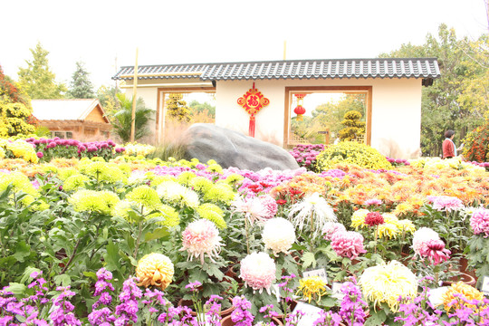 武汉市第36届金秋菊展