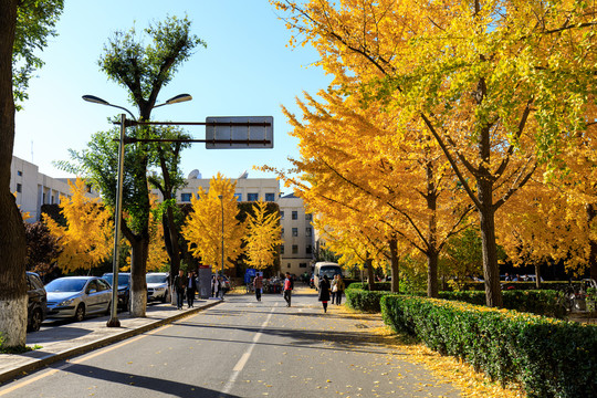 北京大学校园秋色金黄银杏树叶