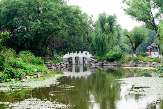 北京大学校园风景池塘汉白玉小桥