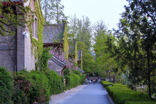 北京大学静园六院爬山虎紫藤花