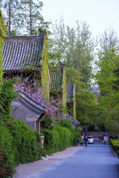 北京大学静园六院爬山虎紫藤花