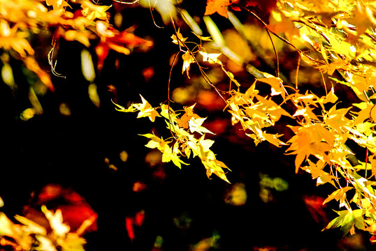 秋季黄叶红叶