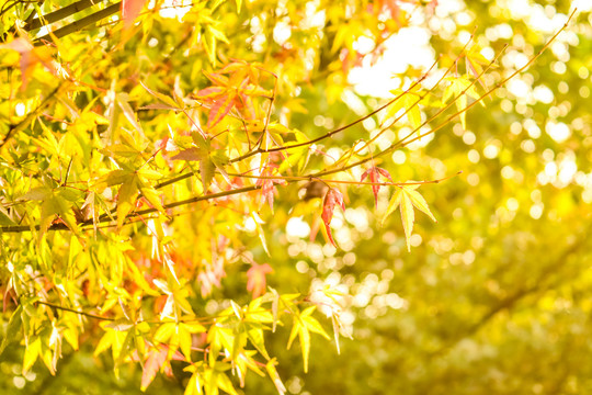 秋季黄叶红叶